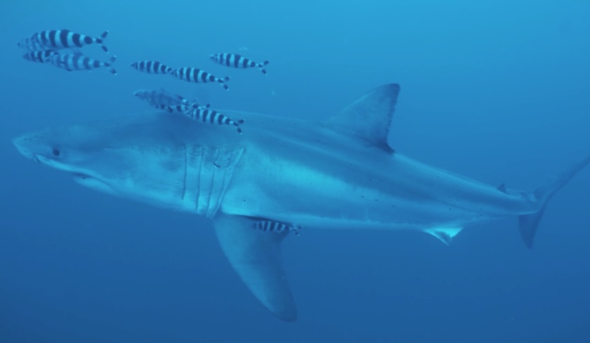 Le grand requin blanc réapparaît en Méditerranée